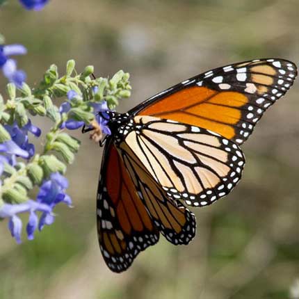 flower mound texas