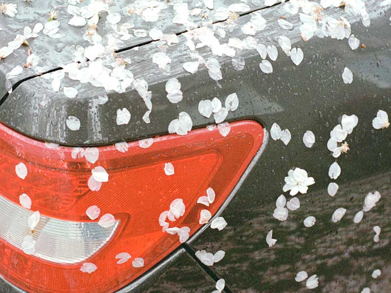 insurance cover hail damage